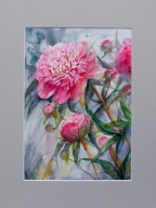 Akwarela pt. Piwonie 59