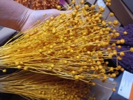 Len naturalny suszony dekoracje zboże susz kwiaty żółty jajeczny