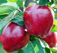 Jabłoń Starking deserowa chrupiące słodkie owoce