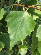 BRZOZA BRODAWKOWATA SADZONKA W POJEMNIKU 50 CM wieloletnia