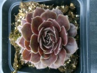 Rojnik 279 DONNA KARAN