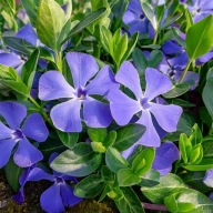 Barwinek pospolity sadzonki bez pojemnika100 sztuk miododajny odporny