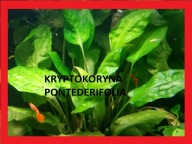 Rośliny do akwarium kryptokoryna pontederifolia