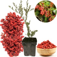 Jagoda Goji - Kolcowój - Silna Sadzonka w doniczce P9