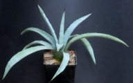 Kaktusy! - Agave macroacantha - RARYTAS!!!