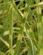 MISKANT CHIŃSKI STRICTUS DWARF MINIATUROWA ZEBRA