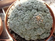 Kaktus Lophophora williamsii caespitosa + gratisy + ogrzewacz