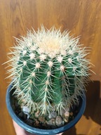 Echinocactus grusonii L