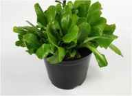 STOKROTKA POSPOLITA BIAŁA SADZONKA W POJEMNIKU KWITNIE CAŁE LATO PROMOCJA