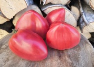 Pomidor Babushkin Babciny Byczek nasiona kolekcjonerskie