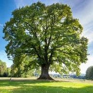 LIPA DROBNOLISTNA MIODODAJNA SADZONKI w pojemniku 20 cm miododajna