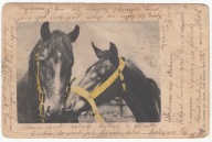 KOŃ DWA KONIE KLACZ I ŹREBAK 1901
