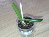 Hoya Hoja SHEPHERDII ukorzeniona