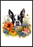A2 PLAKAT PIES W KWIATACH RASA BOSTON TERRIER