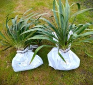 Juka karolińska (Yucca filamentosa) Doniczka Z OGRODU CZAROWNICY ogromna