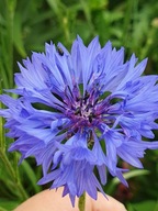 DZIKI KĄKOL habry MAK CYNIE MIODODAJNE DLA PSZCZÓŁ MIESZANKA