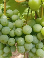 WINOROŚL Sadzonki winogron-Ontario -wyśmienita odmiana żółto-zielona
