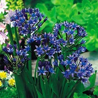 Hiacynt kalifornijski Fabiola sadzonka w doniczce p8 ogrodowy na obwódki