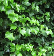 BLUSZCZ POSPOLITY Hedera Helix sadzonka w doniczce ZIMOZIELONE pnącze