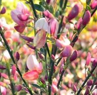 ŻARNOWIEC ''ZEELANDIA" NOWOSC ZIMOZIELONY Magiczny kolor