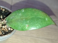 Hoya Hoja CAUDATA ukorzeniona