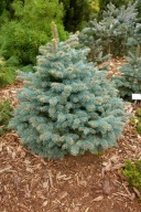 MAŁA CHOINKA Świerk kłujący, srebrny 'Bastion' Picea pungens