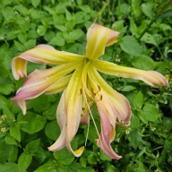 Liliowiec Desert Icicle