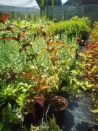 ZADRZEWNIA BEZOGONKOWA "DISE" Diervilla MIODODAJNA