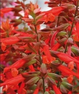 Szałwia Salvia hybrida SELMA SALMON