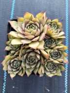 Rojnik 330 GREY GREEN kolejna odmiana w jasnej tonacji i