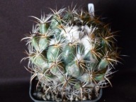 Kaktusy: Coryphantha cornifera