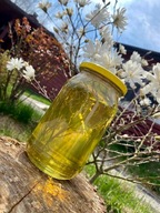 Miód Akacjowy 1.2kg ZBIÓR 2025r. Pasieka U Antosia