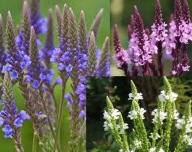 Verbena hastata - MIX- 600 nasion