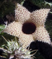 Kaktusy! - Stapelianthus decaryii ES 2341 - RARYTAS!!!