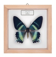 Motyl w gablotce Alcides orontes 2