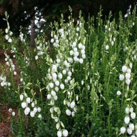 Dabecja kantabryjska BIAŁA