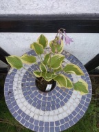 Hosta 'Snowy Lake' - Funkia