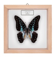 Motyl w gablotce Graphium meyeri