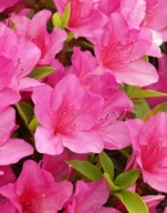 Azalia japońska Kirstin (azalea japonica) C2 10/20cm