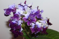 Skrętnik -Harlequin Lace - sadzonka