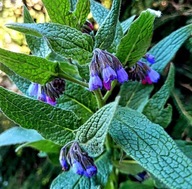 Żywokost lekarski, doniczka XXL