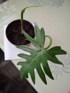 Philodendron Mayoi-młoda roślina