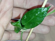 Hoya Hoja ELLE ukorzeniona