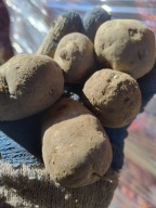 Ziemniaki Truflowe, Fioletowe -10 kg MAŁE jak sadzeniak