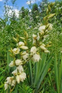 Juka ogrodowa (Yucca)