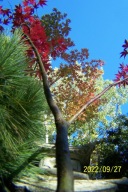 Klon palmowy czerwony VS okaz szczepiony inny