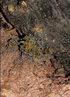 Ceratophysella sp lilac skoczogonki do terrarium 5 sztuk