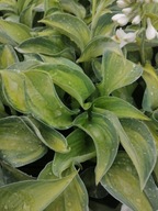 Funkia (Hosta) Blue Circle sadzonka poj. 1L