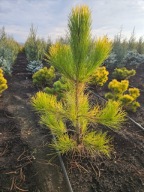 ZŁOTE, DUŻE DRZEWO Sosna czarna, korsykańska 'Goldfingers' Pinus laricio