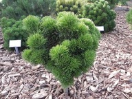 NOWA PIĘKNOŚĆ Sosna górska 'Kaja' C5